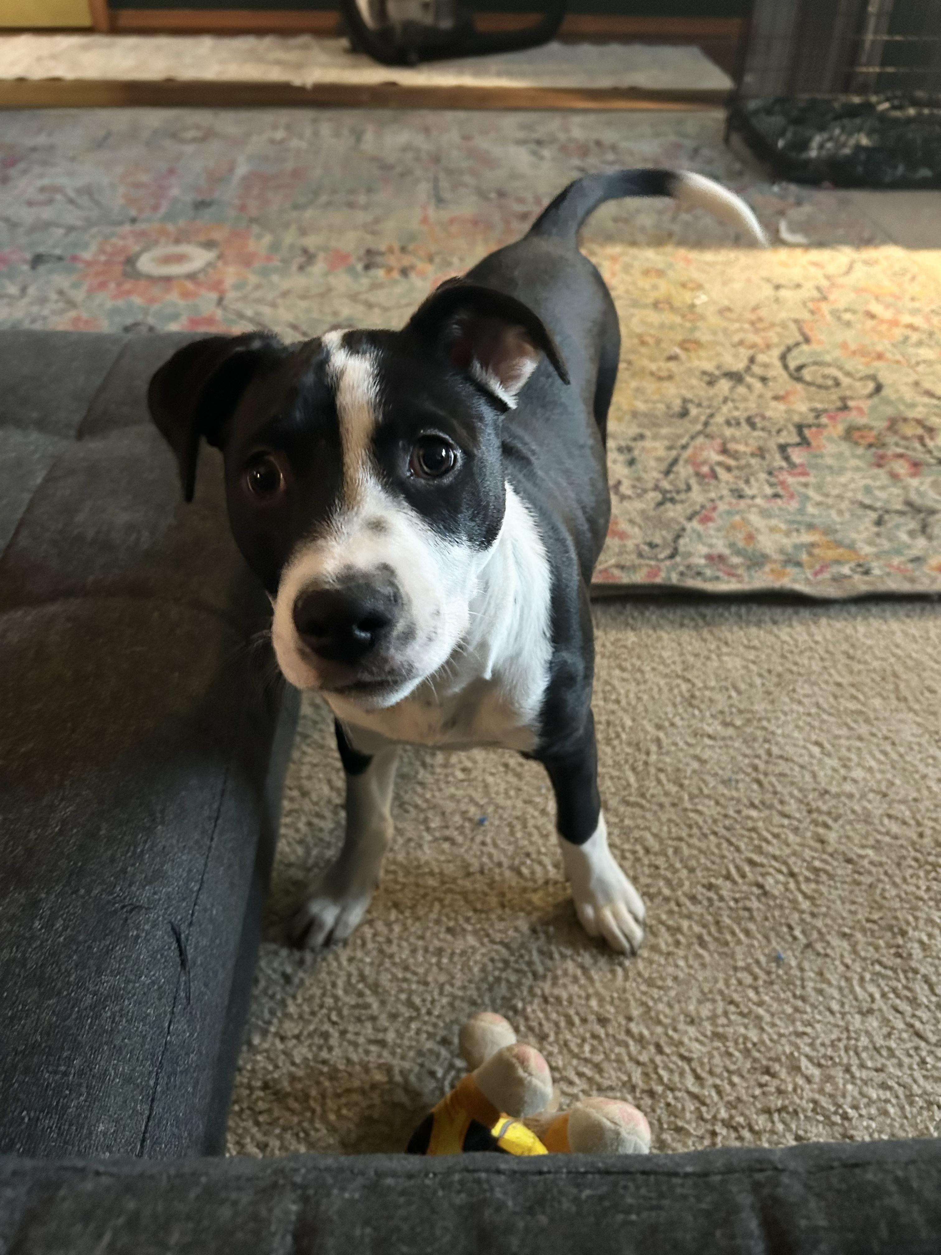 Dairy, a Adoptable mixed breed image 2/6