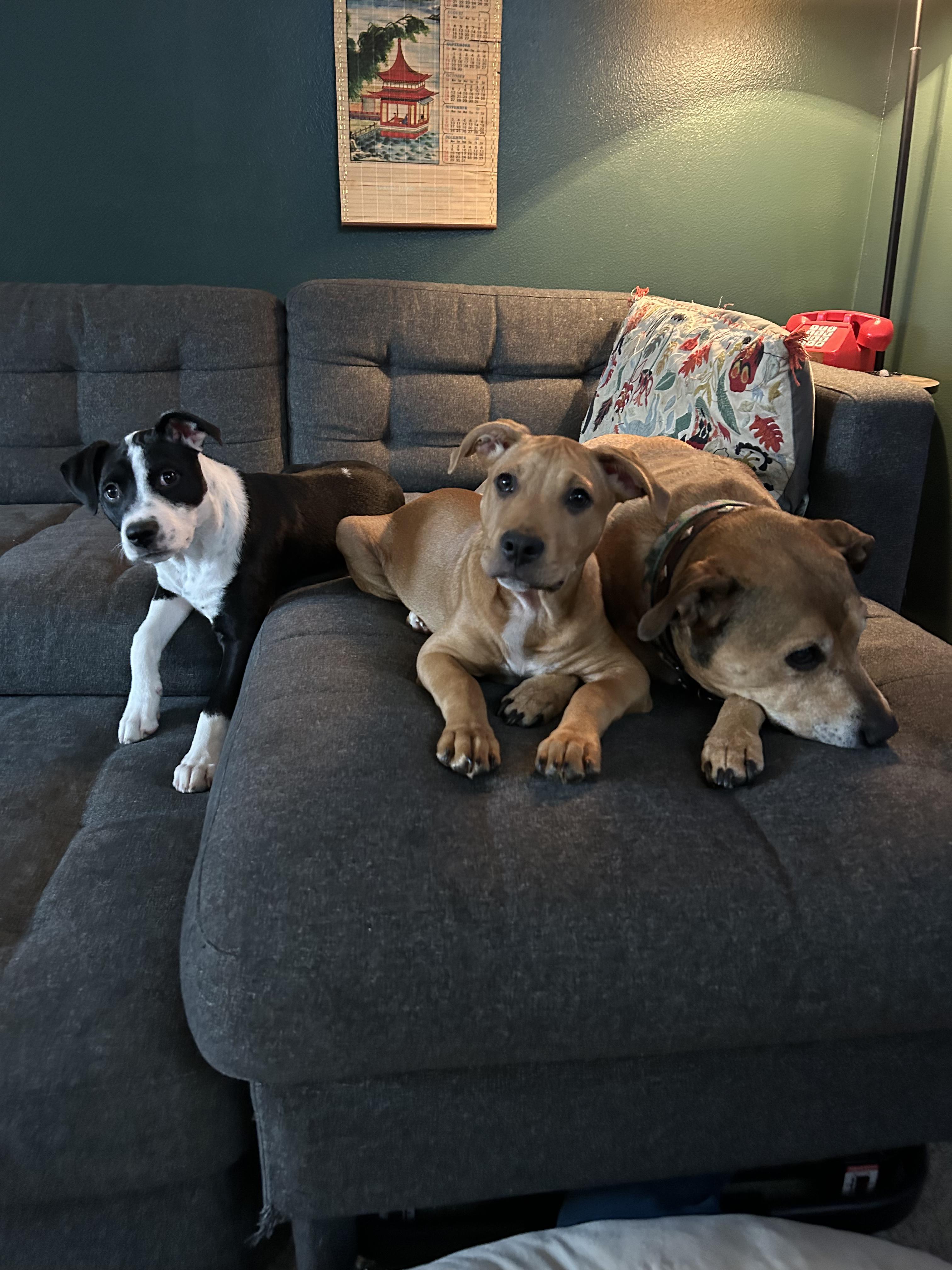 Dairy, a Adoptable mixed breed image 5/6