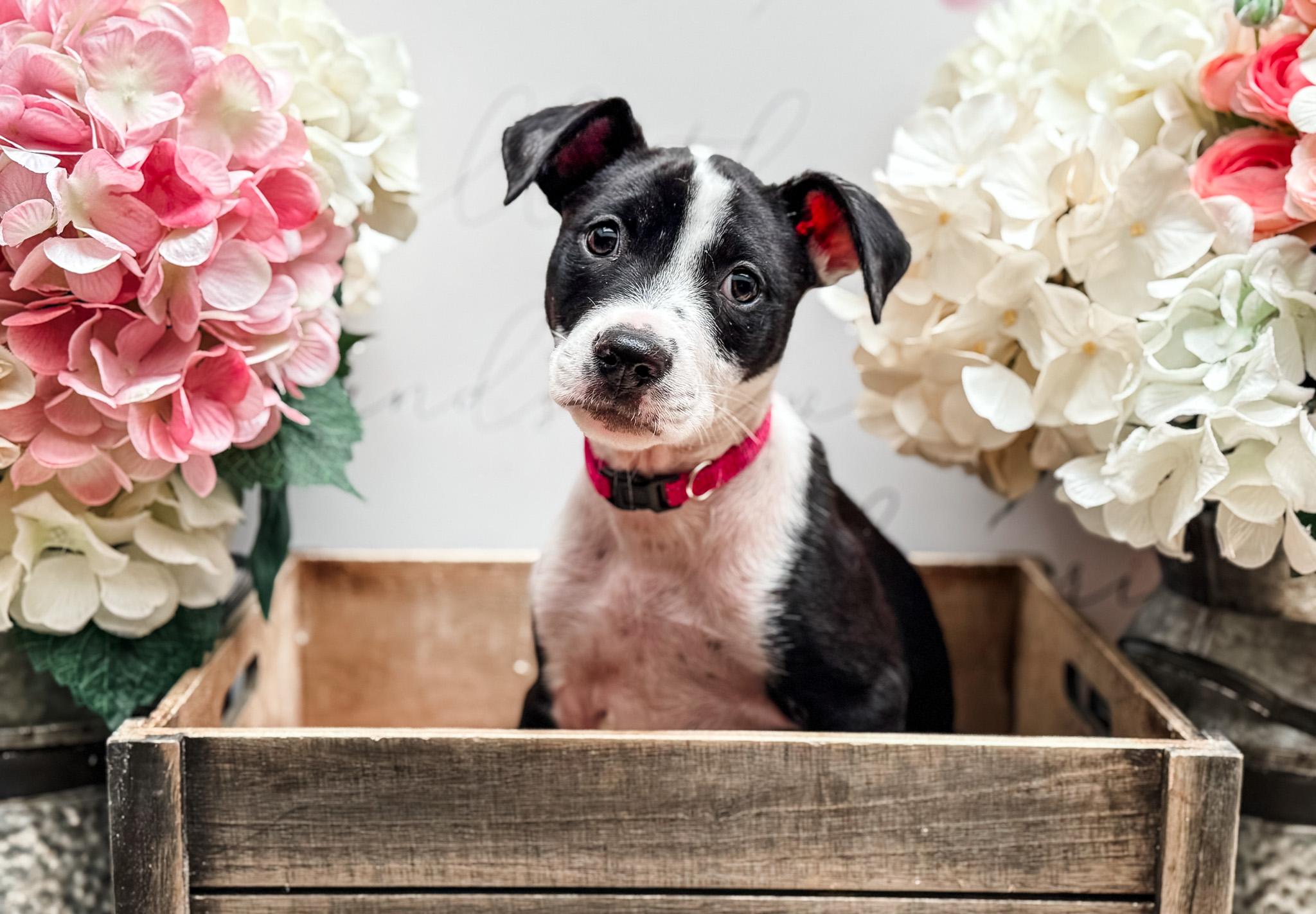 Dairy, Adoptable, Young Female American Staffordshire Terrier.