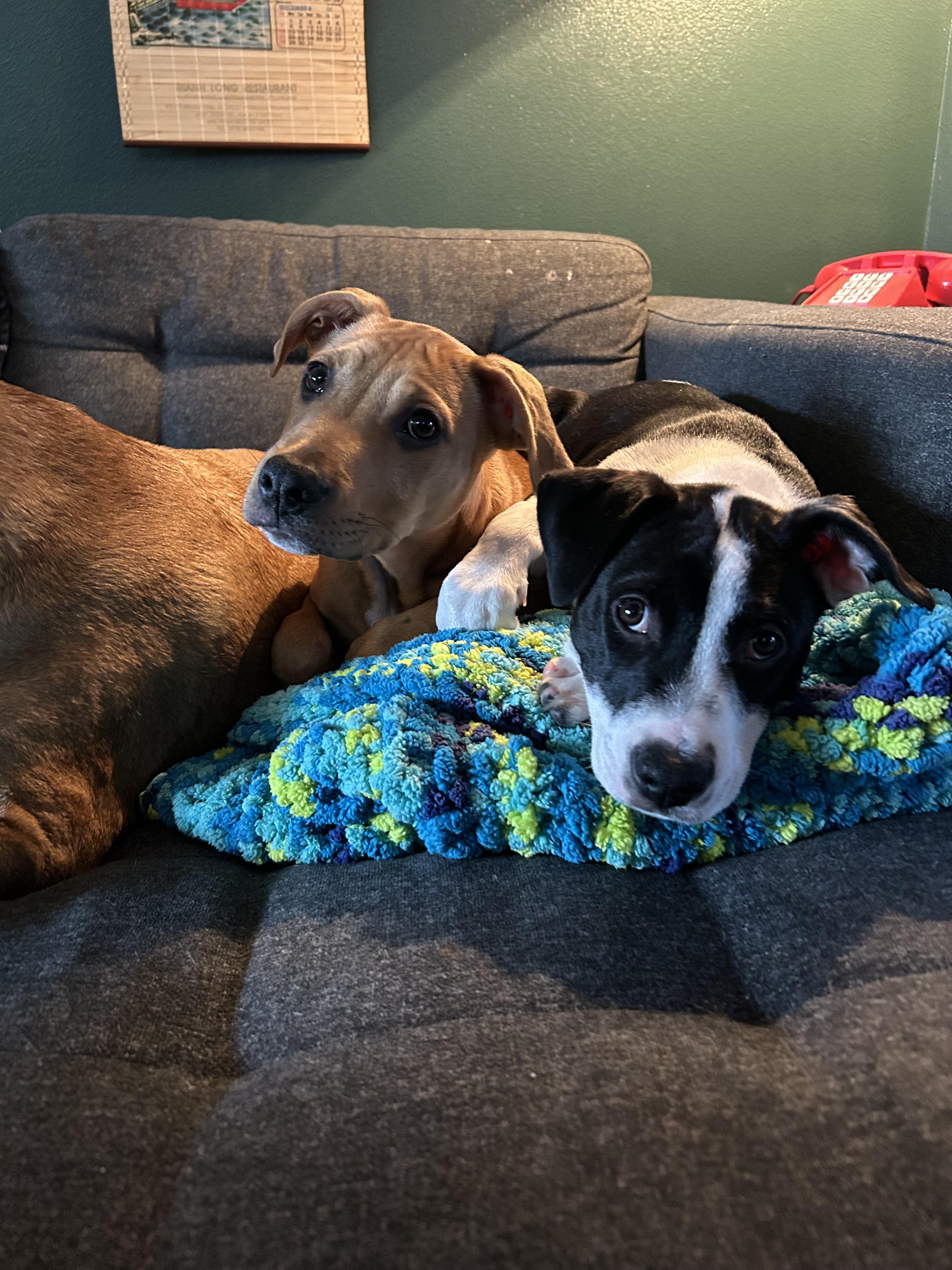 Dairy, a Adoptable mixed breed image 6/6