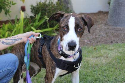 Enlarge Beans, a Adoptable mixed breed in Brunswick, GA image 2/2