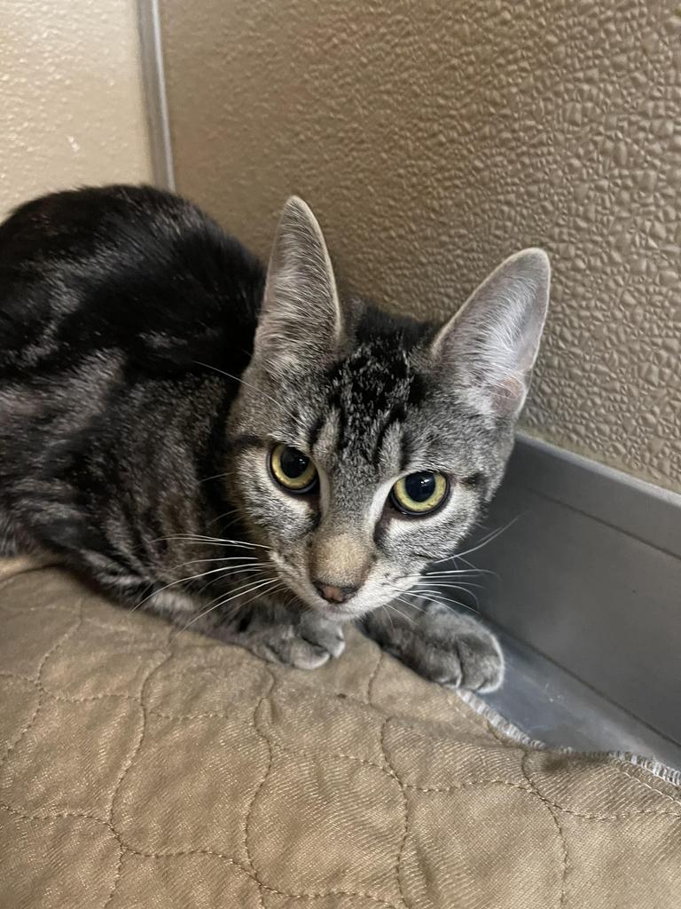 Enlarge Skittles, a Adoptable Domestic Short Hair in Lunenburg, VT image 1/1