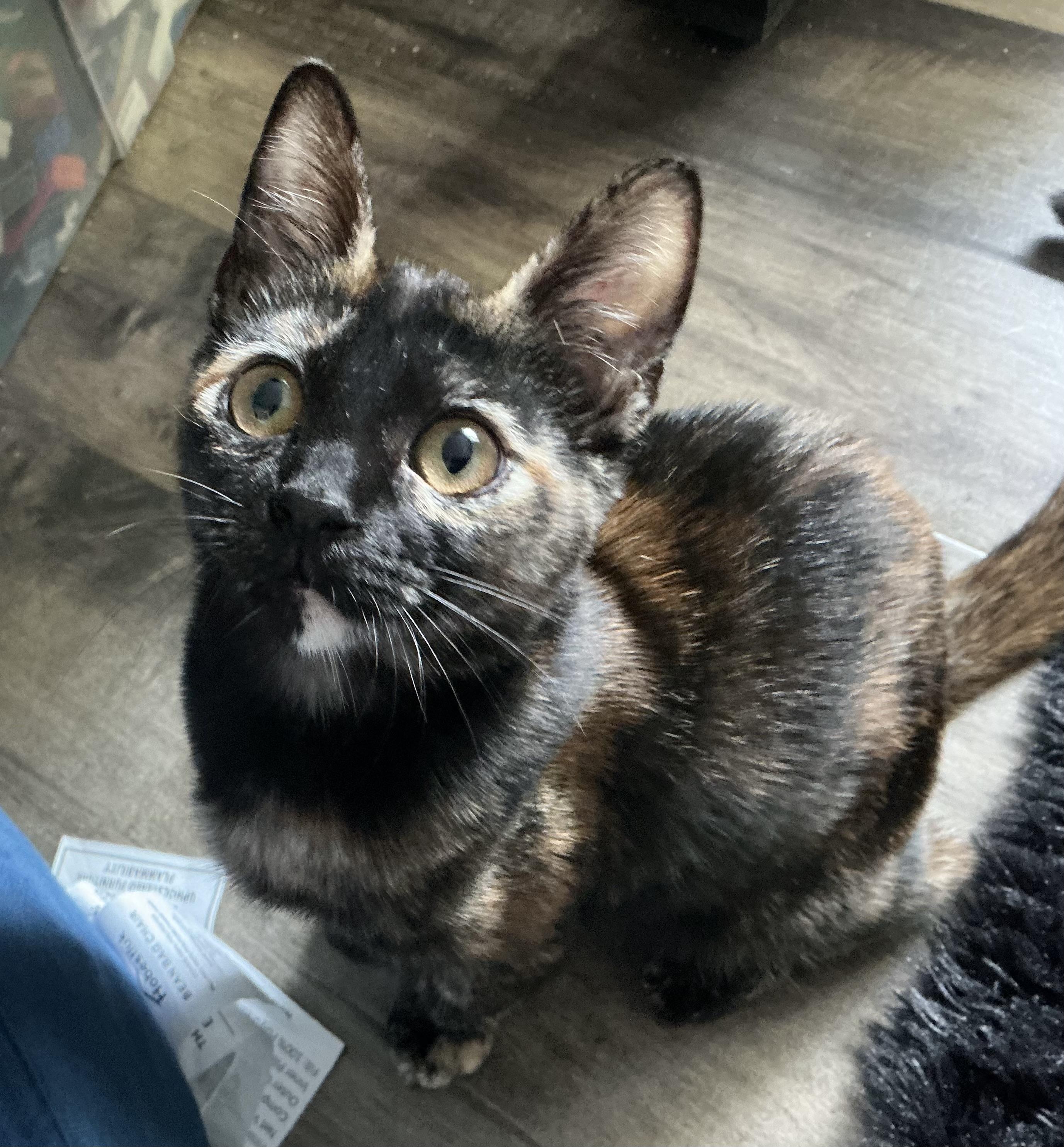 Ella, ADOPTABLE, Kitten Female Tortoiseshell.