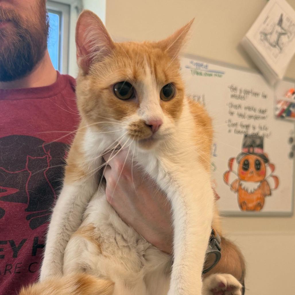 Gretel (Meli (22-2z-2)), a Adoptable Domestic Short Hair in Rifle, CO image 3/4