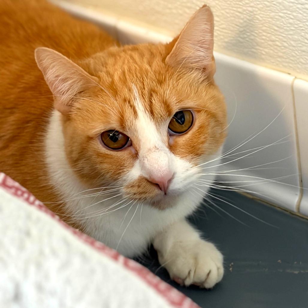 Gretel (Meli (22-2z-2)), a Adoptable Domestic Short Hair in Rifle, CO image 4/4