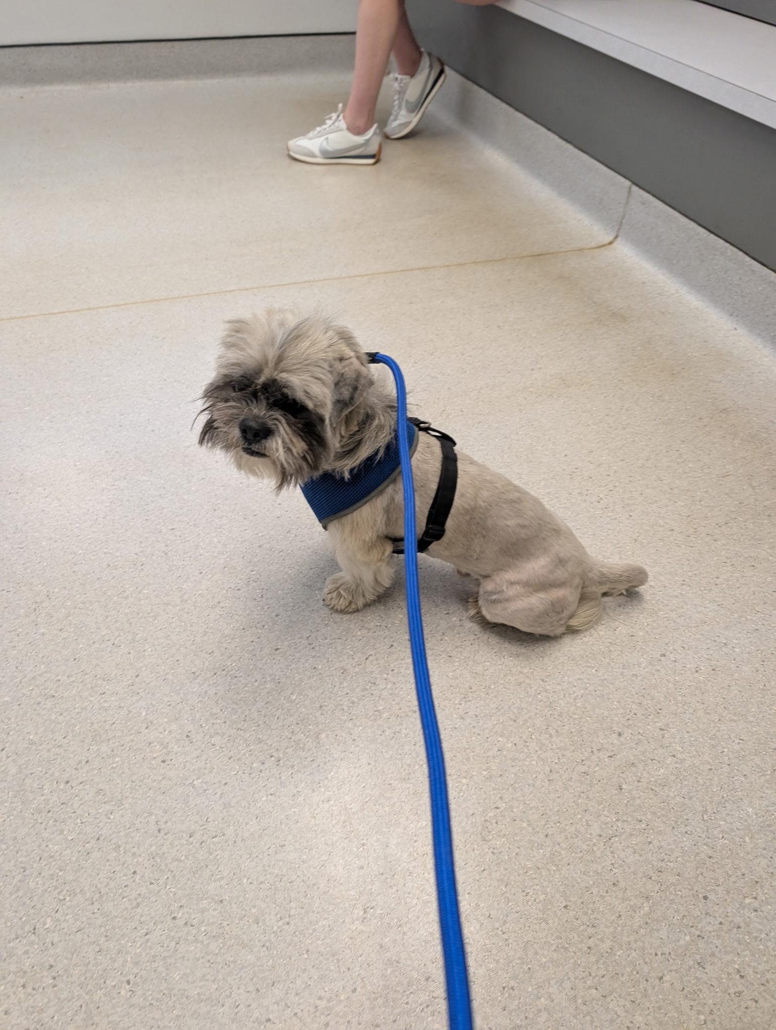 Giarmo, an adopted mixed breed in Dallas, TX image 4/5