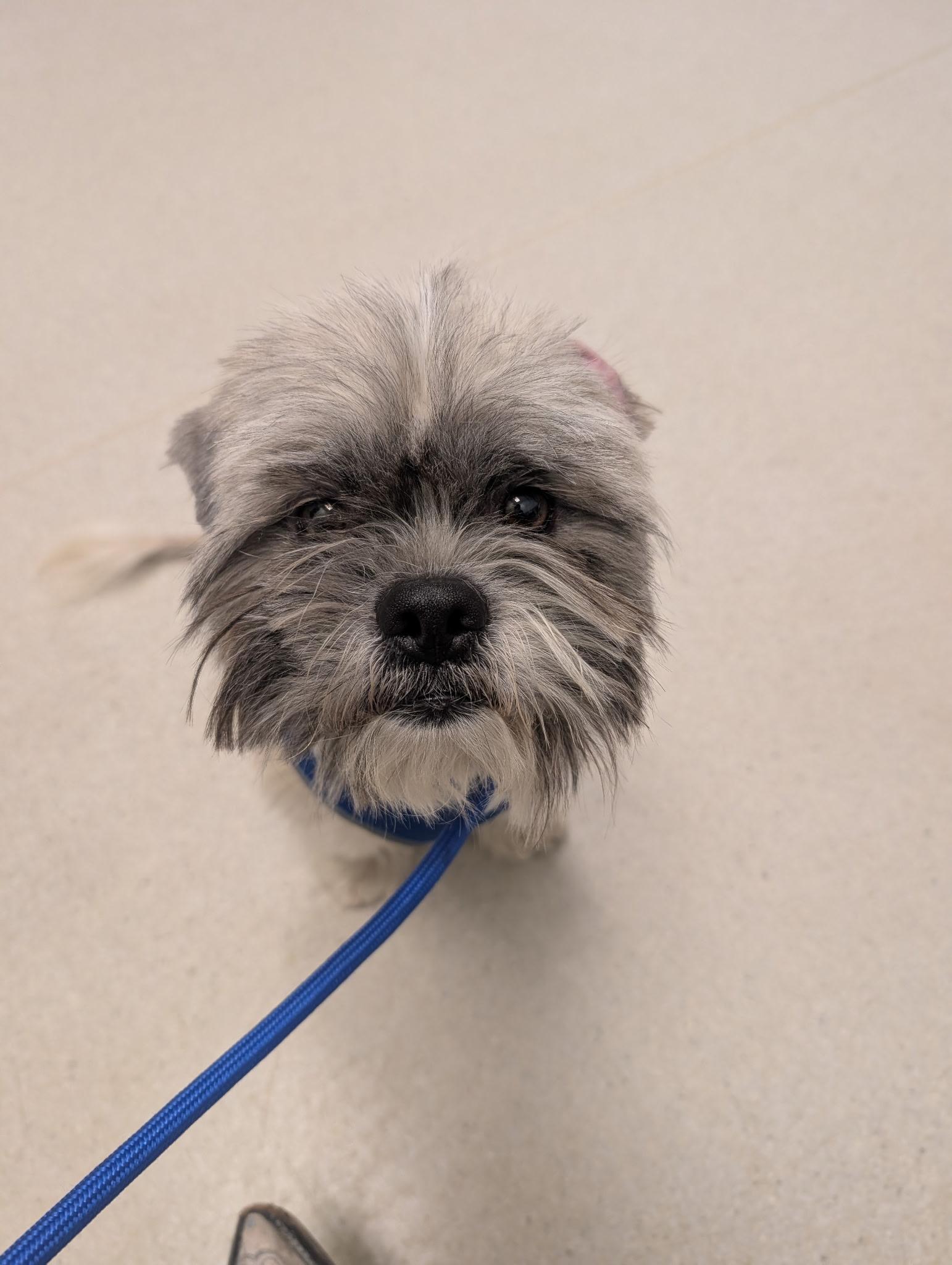 Giarmo, an adopted mixed breed in Dallas, TX image 5/5