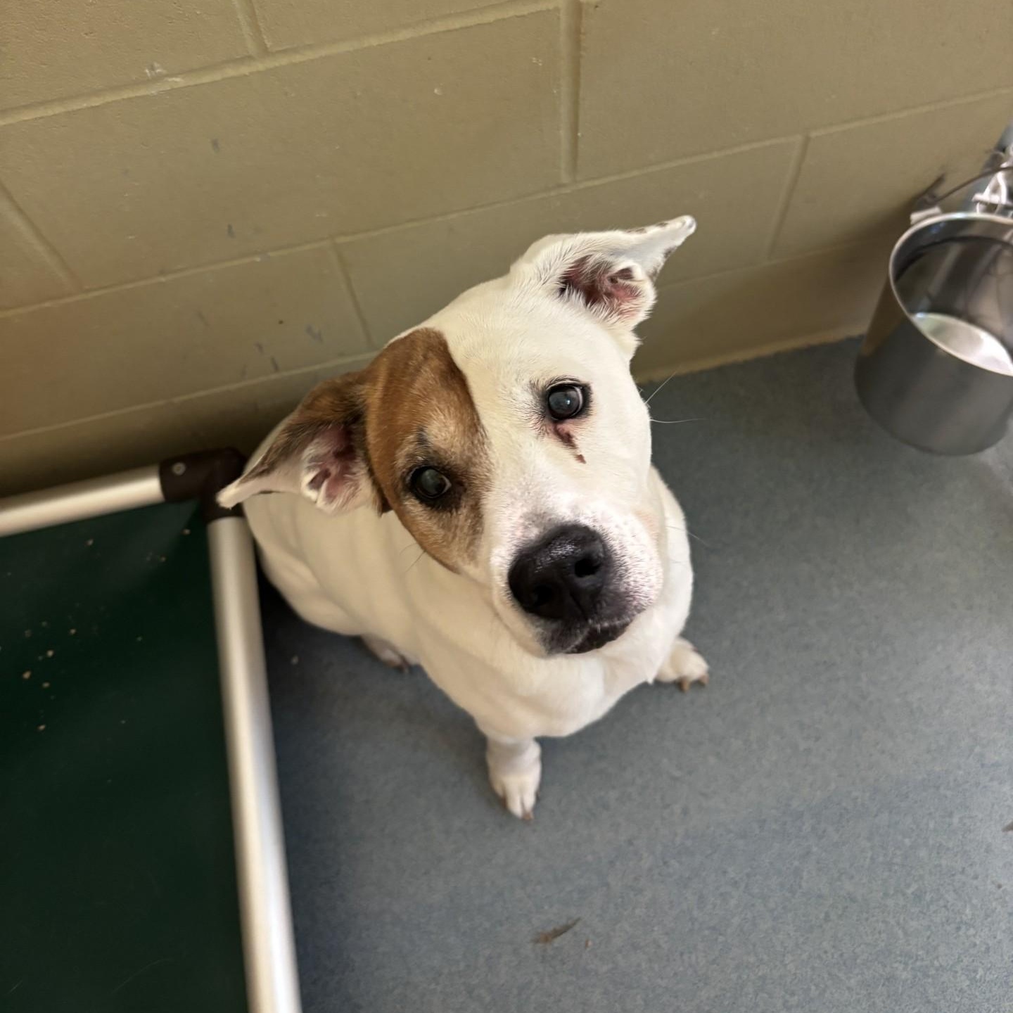 Belle, Adoptable, Senior Female Labrador Retriever & Boxer.