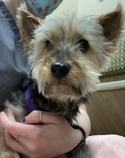 Nugget, Senior Male Yorkshire Terrier