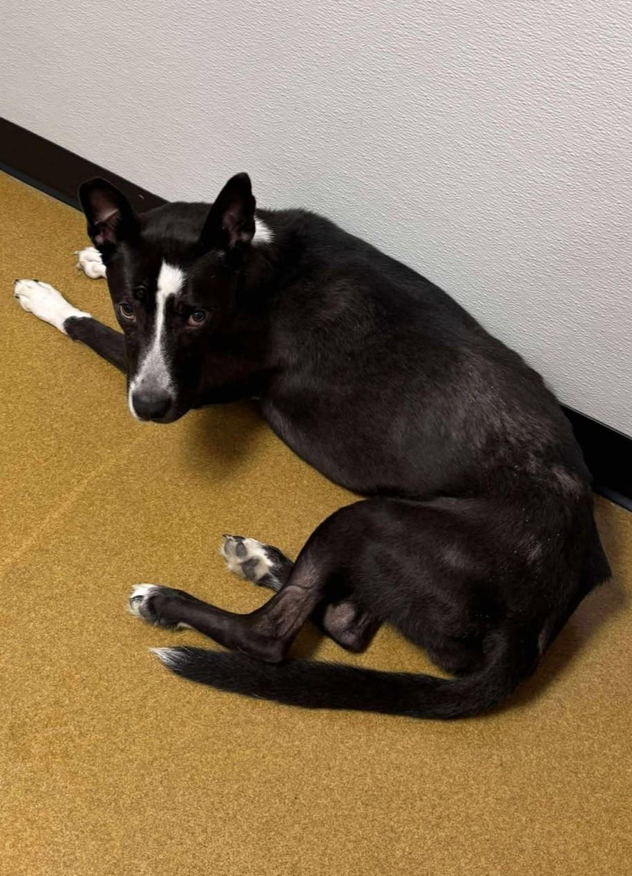 Enlarge Whisper, a Adoptable mixed breed in Maryville, MO image 2/4