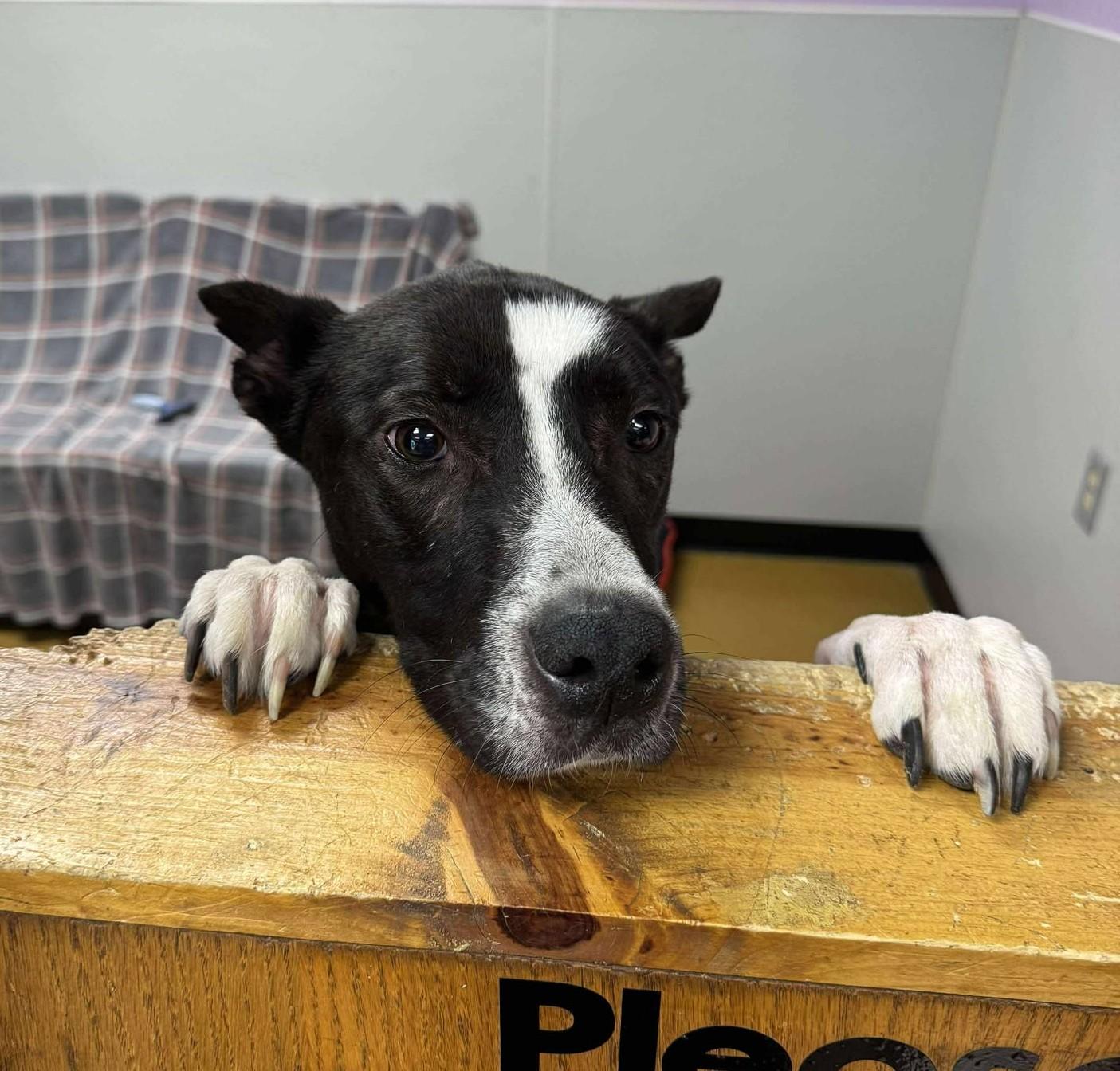 Enlarge Whisper, a Adoptable mixed breed in Maryville, MO image 3/4