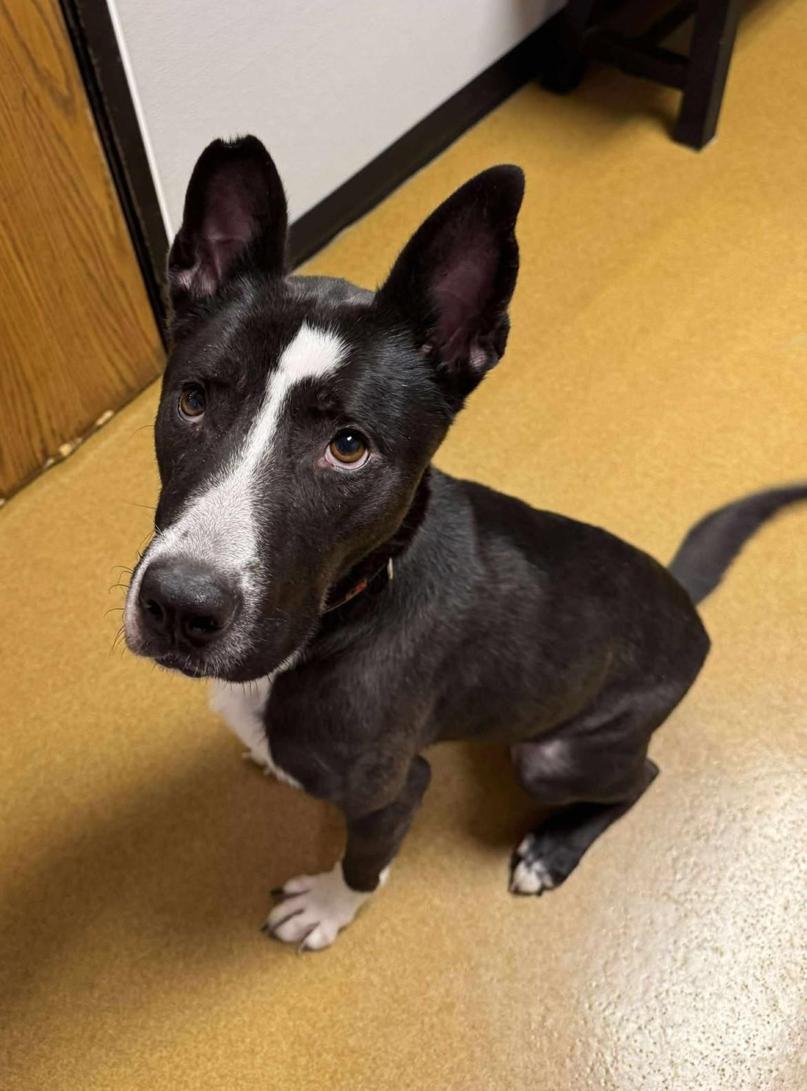 Enlarge Whisper, a Adoptable mixed breed in Maryville, MO image 4/4