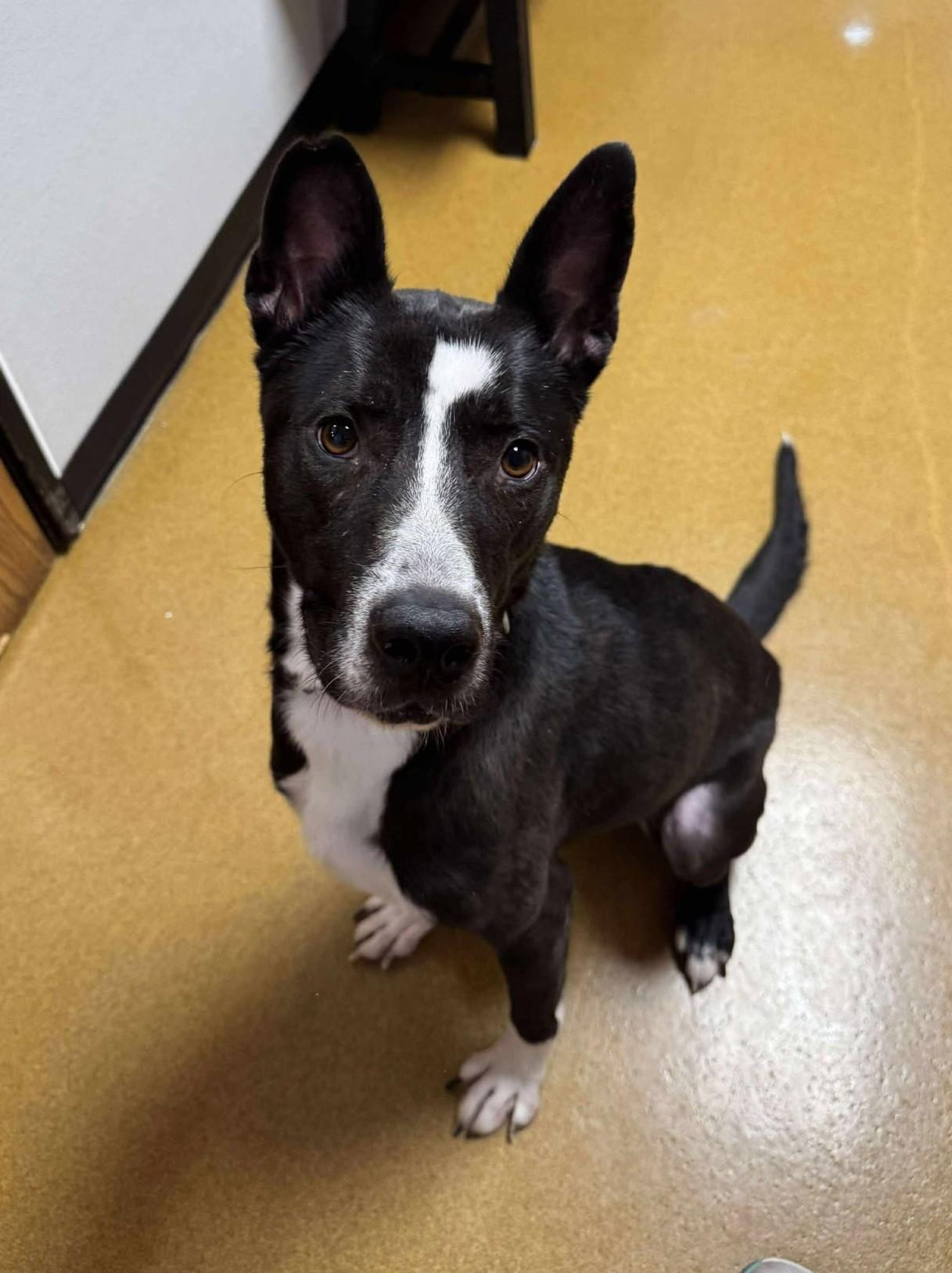 Whisper, Adoptable, Adult Female Pit Bull Terrier & Husky.