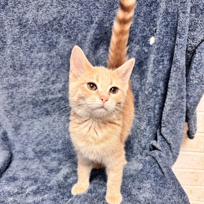 Enlarge Donna, a Adopted Domestic Short Hair in Waterloo, IA image 2/3