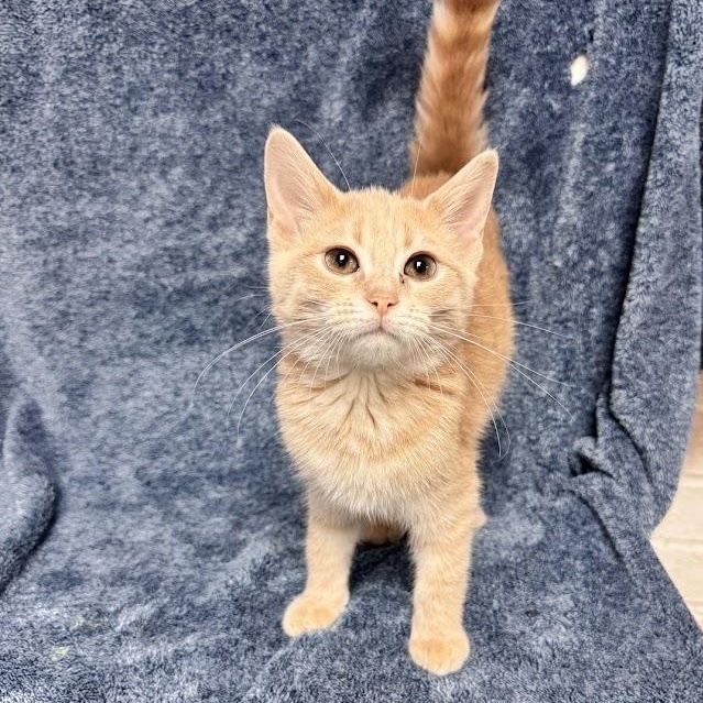 Enlarge Donna, a Adopted Domestic Short Hair in Waterloo, IA image 1/3