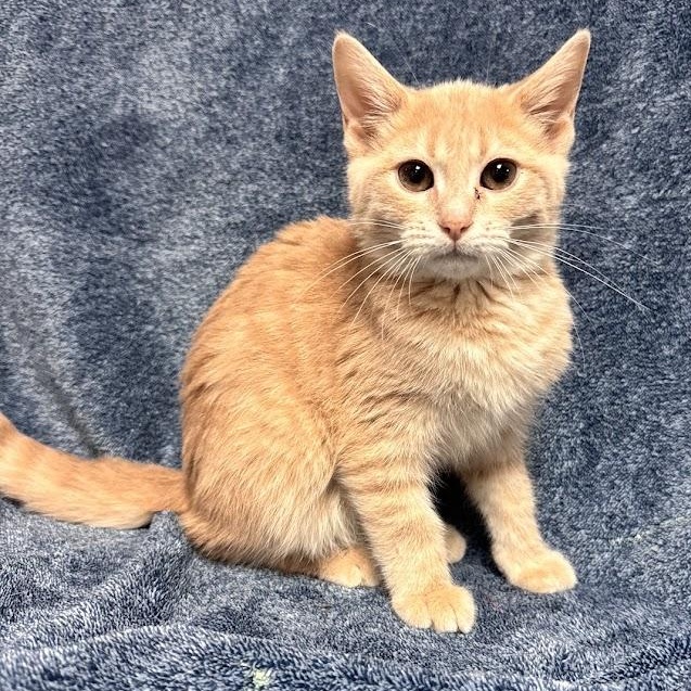 Enlarge Donna, a Adopted Domestic Short Hair in Waterloo, IA image 3/3