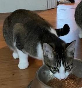 Janelle, an adopted Domestic Short Hair in Chattanooga, TN image 1/3