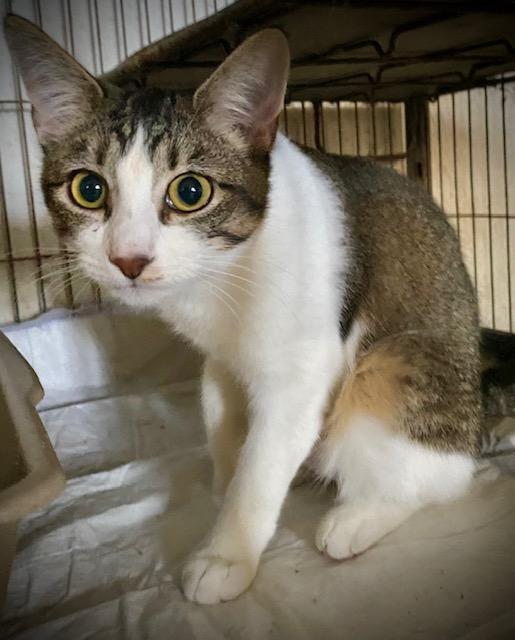 Janelle, adopted, Kitten Female Domestic Short Hair.