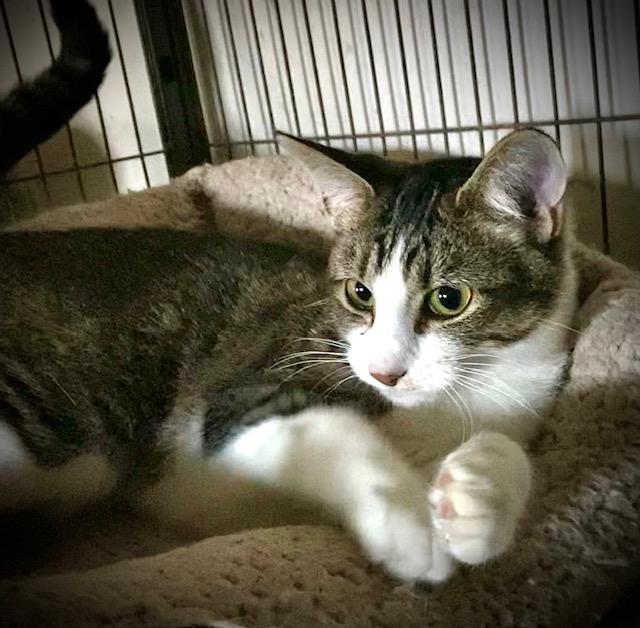 Janelle, an adopted Domestic Short Hair in Chattanooga, TN image 3/3