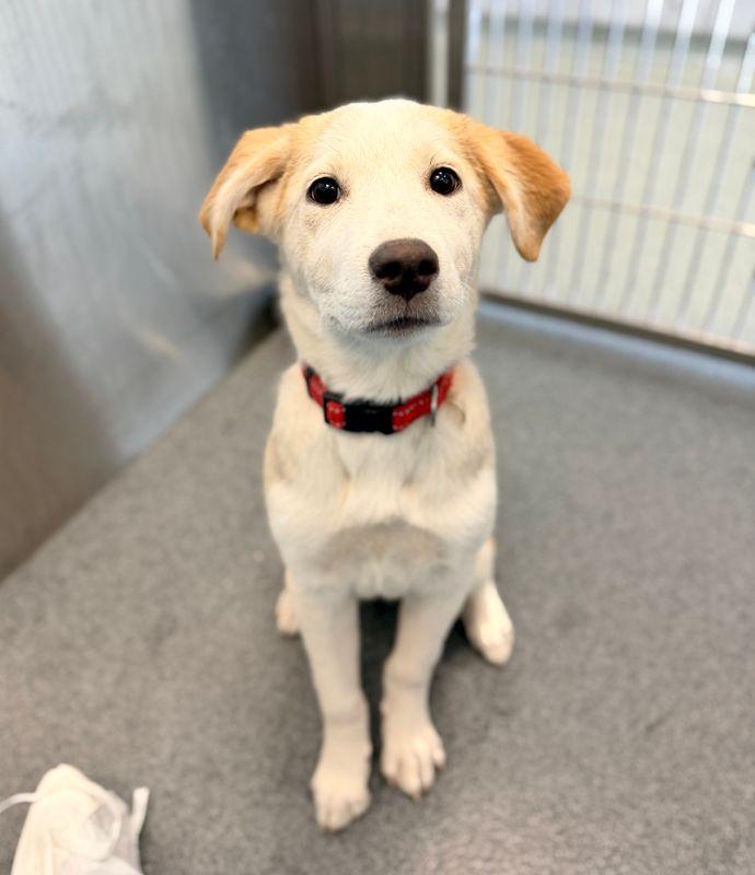 Jane, Adoptable, Puppy Female Yellow Labrador Retriever.