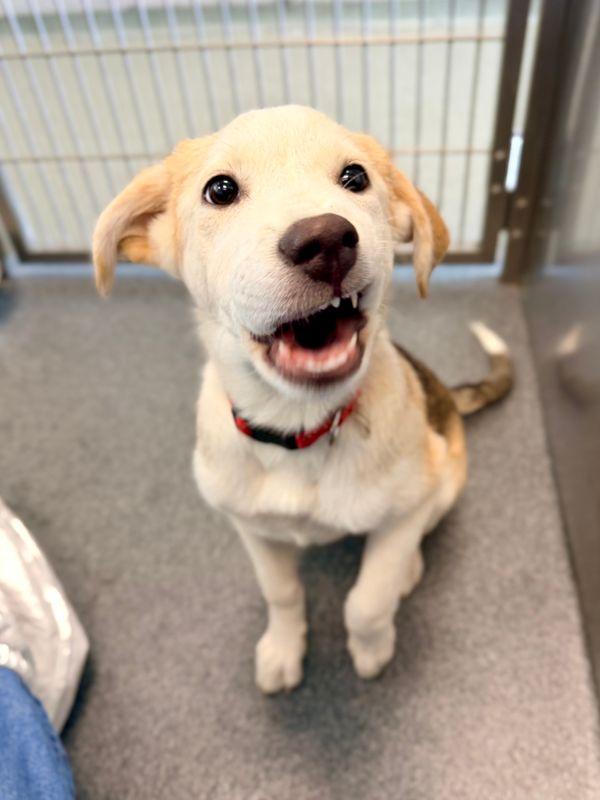 Enlarge Jane, a Adoptable mixed breed in Portland, ME image 3/4