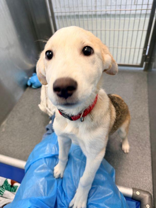 Enlarge Jane, a Adoptable mixed breed in Portland, ME image 2/4