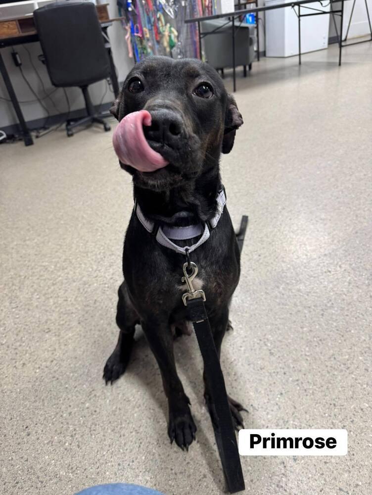 Enlarge Primrose (26-056 D), a Adoptable mixed breed in Lansing, MI image 1/1