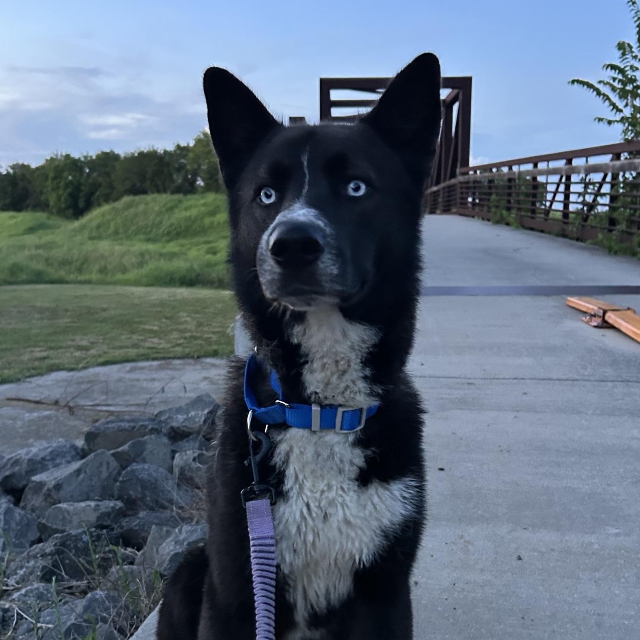 Trooper, a Adoptable mixed breed in Atlanta, GA image 2/6