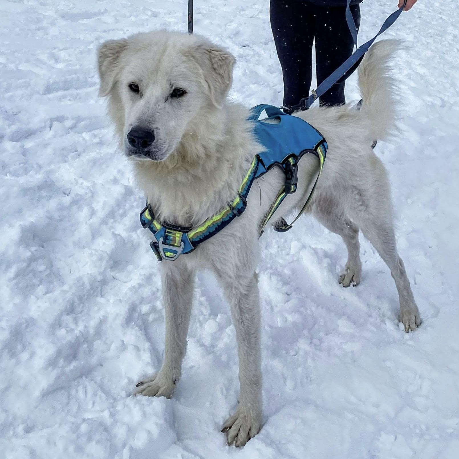 Casper (20251201-01) — thumbnail 3