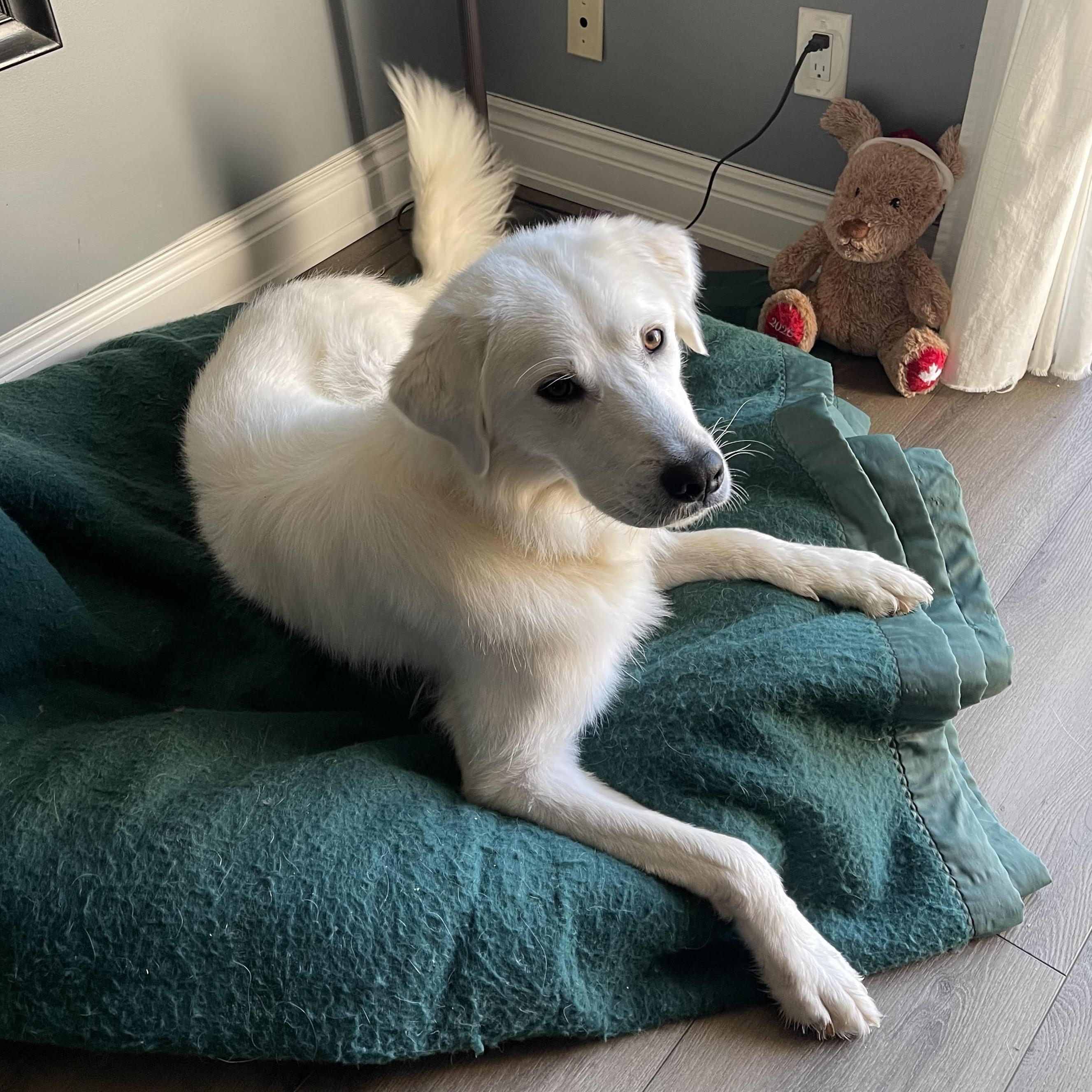 Casper (20251201-01) — thumbnail 5