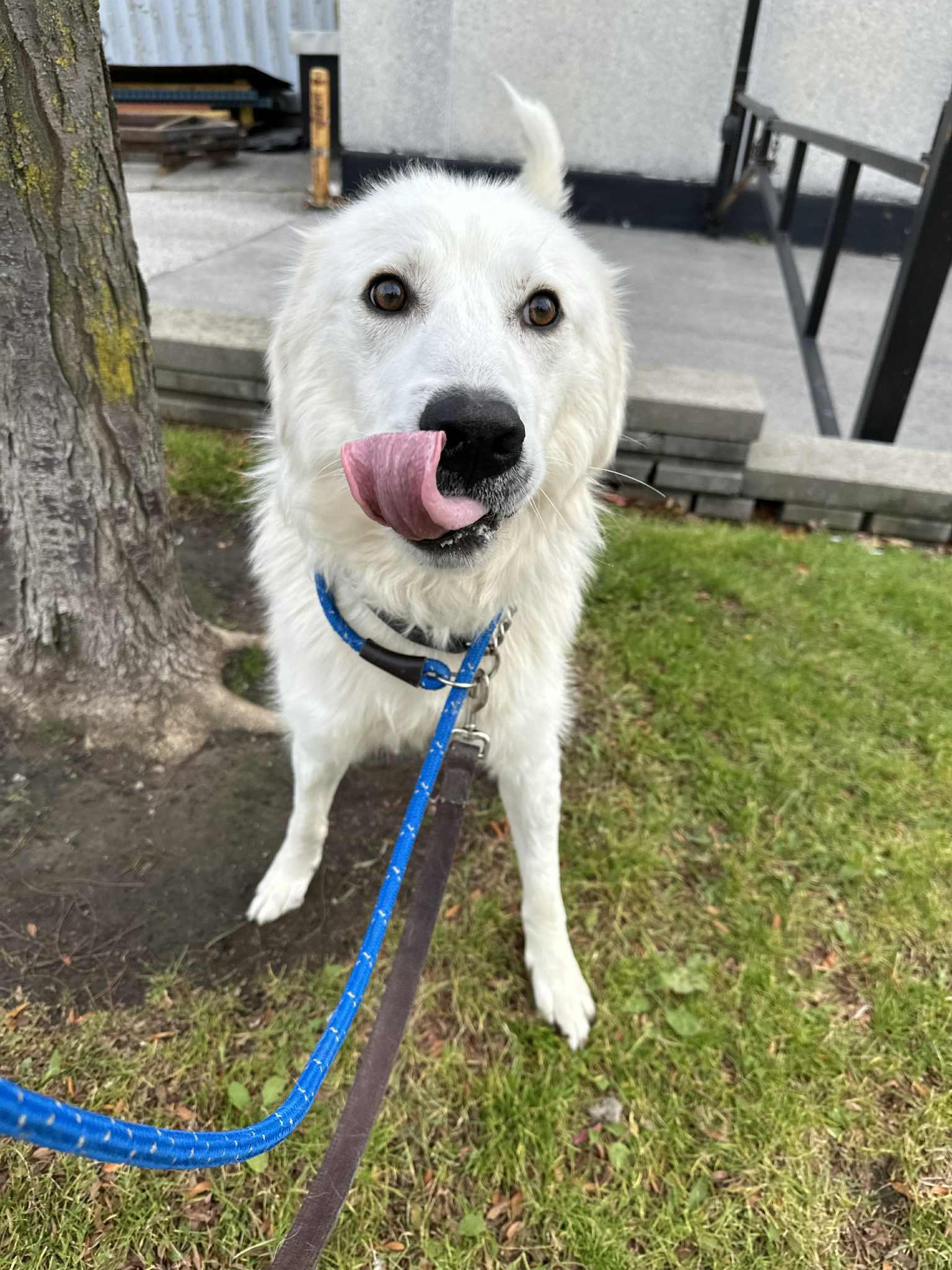 Casper (20251201-01) — thumbnail 6