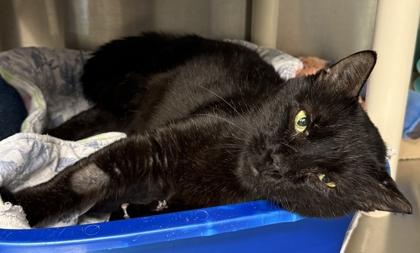 Gary, Adoptable, Adult Male Domestic Short Hair & Domestic Short Hair.