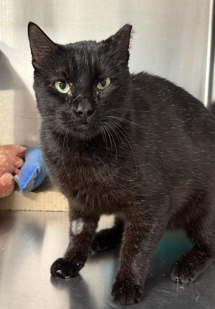 Enlarge Gary, a Adoptable mixed breed in Venice, FL image 2/3