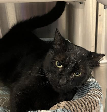Enlarge Gary, a Adoptable mixed breed in Venice, FL image 3/3