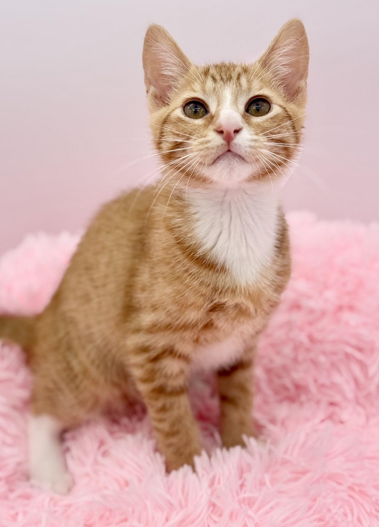 Kimchi, Adoptable, Kitten Male Domestic Short Hair.