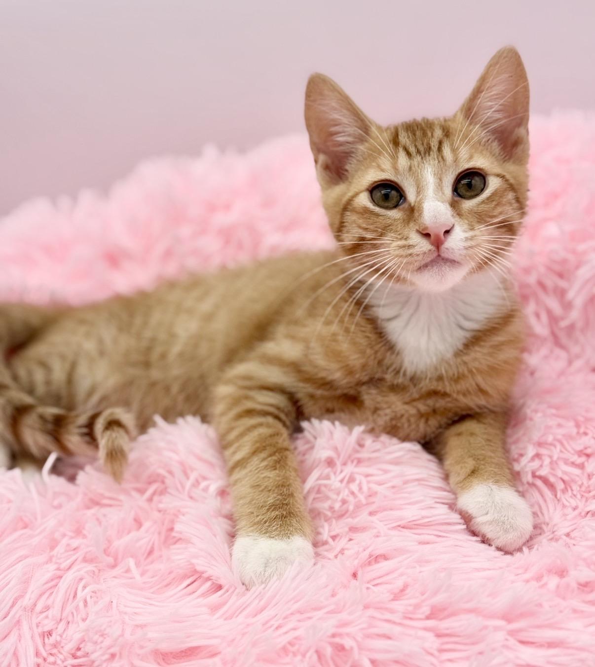 Kimchi, a Adoptable Domestic Short Hair in Covington, LA image 6/6