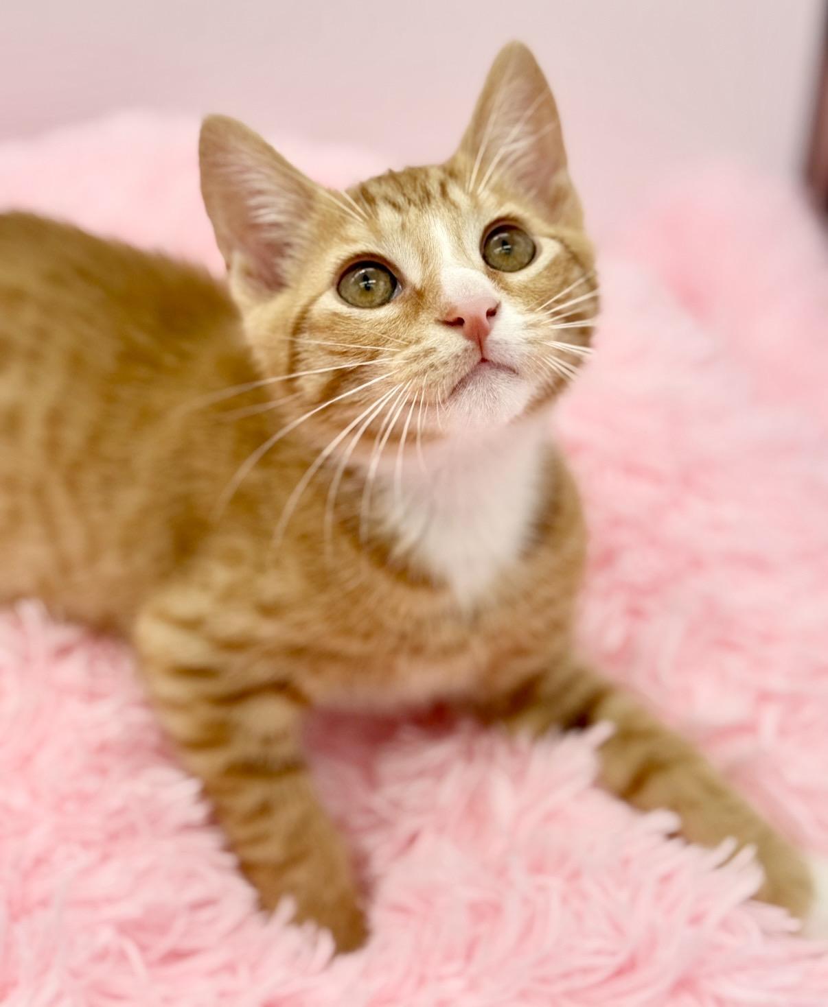 Kimchi, a Adoptable Domestic Short Hair in Covington, LA image 2/6