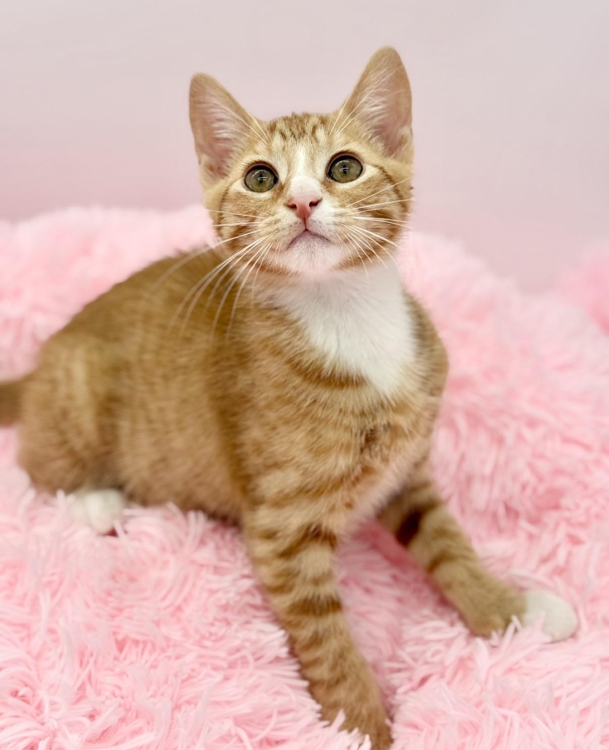 Kimchi, a Adoptable Domestic Short Hair in Covington, LA image 3/6