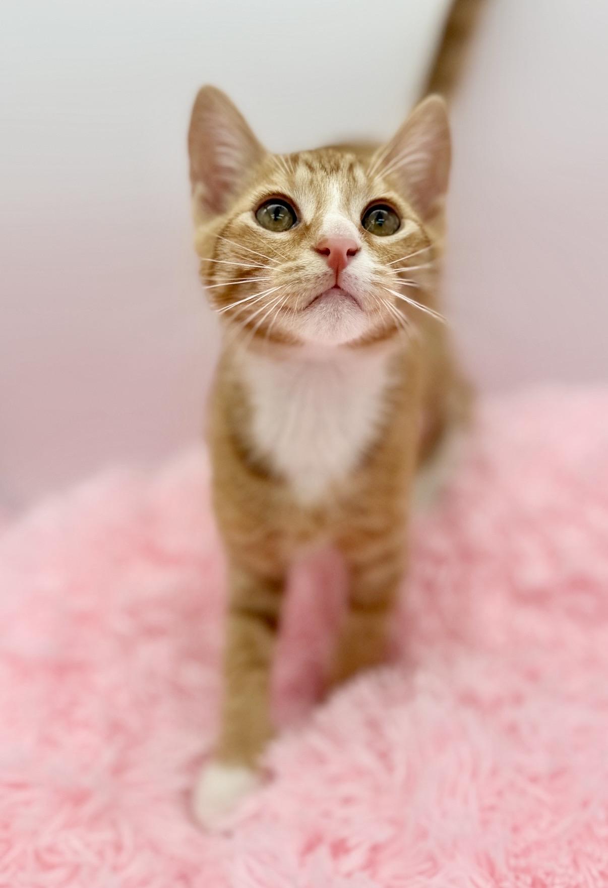 Kimchi, a Adoptable Domestic Short Hair in Covington, LA image 5/6