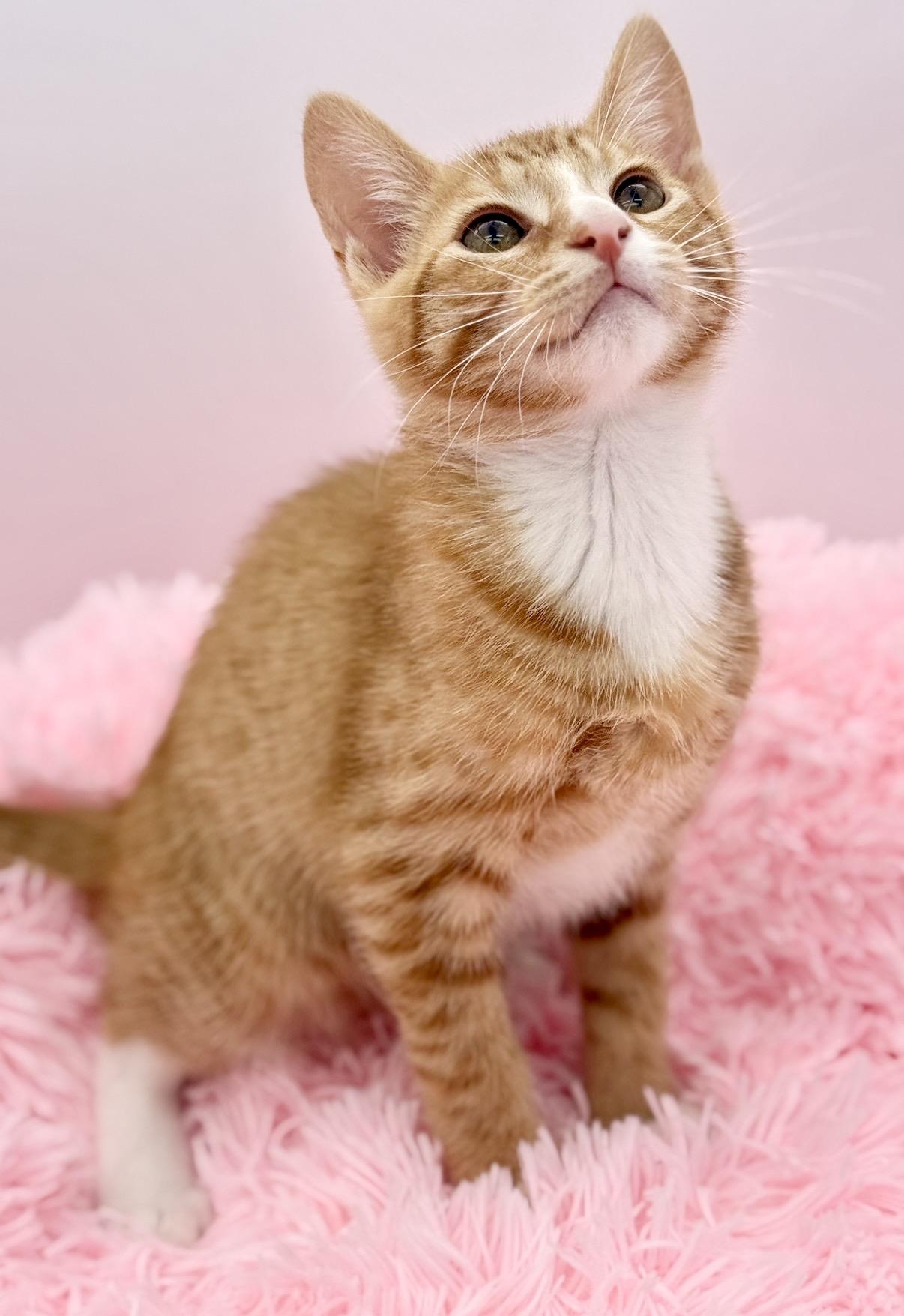 Kimchi, a Adoptable Domestic Short Hair in Covington, LA image 4/6