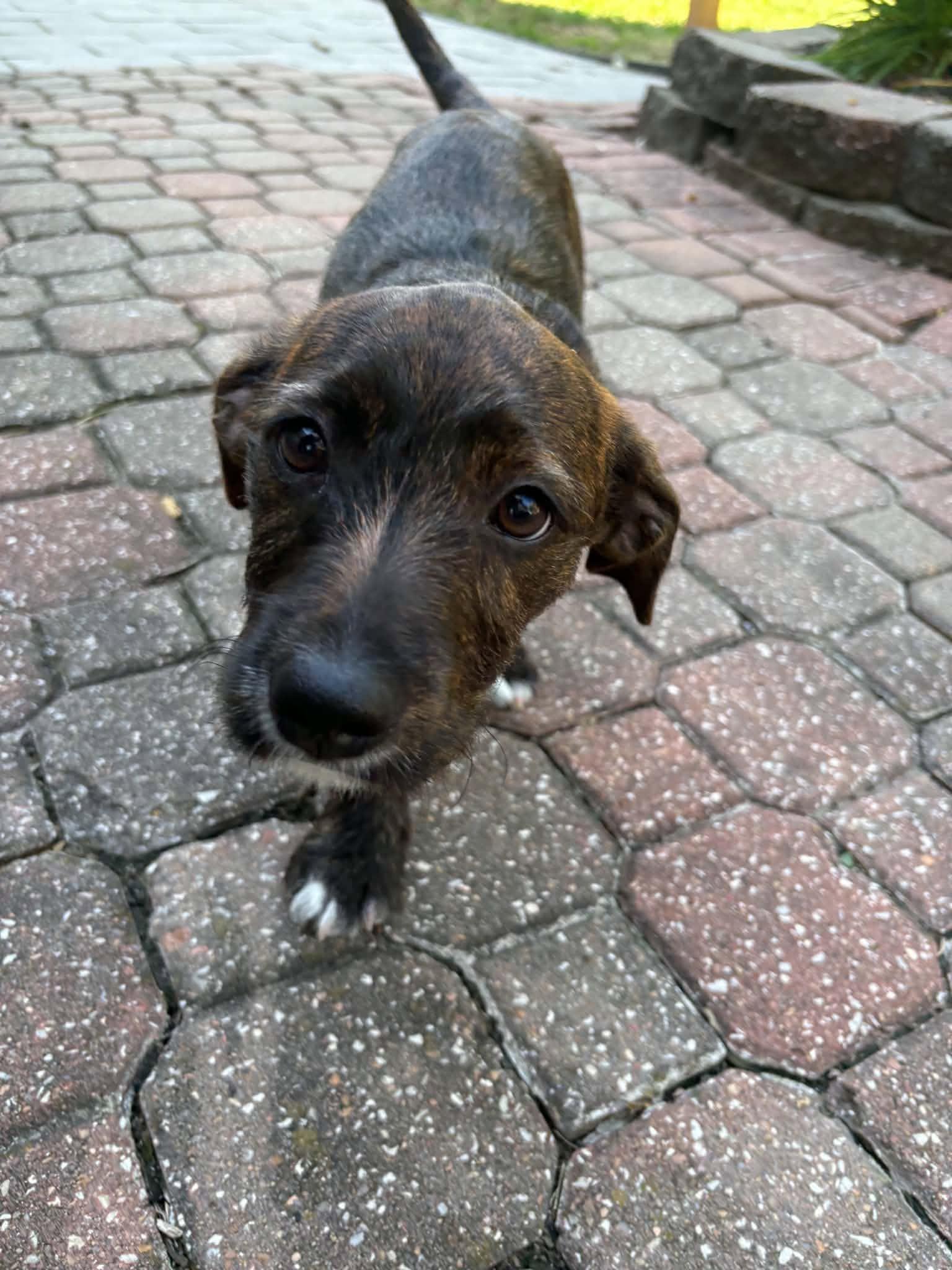 Enlarge Chloe, a Adoptable mixed breed in Overland Park, KS image 1/6