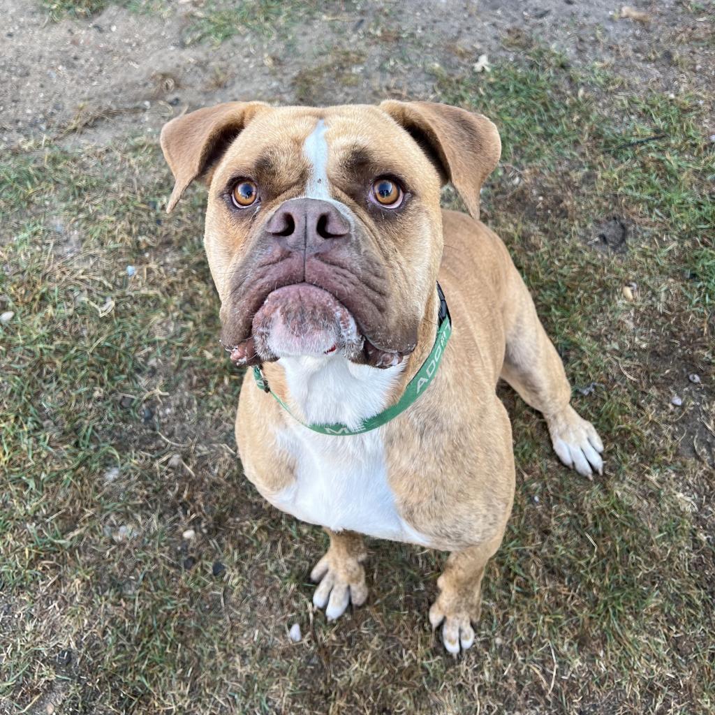 Hank, Adoptable, Adult Male English Bulldog.