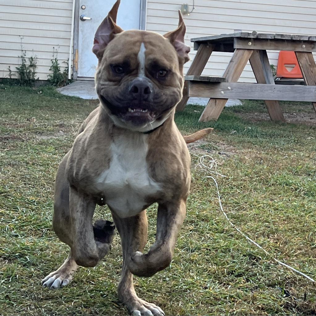 Hank, Adoptable, Adult Male English Bulldog.