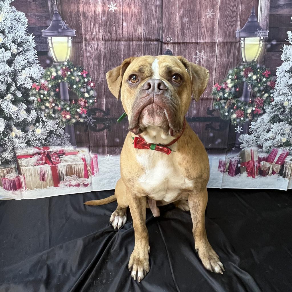 Enlarge Hank, a Adoptable mixed breed in Wadena, MN image 2/6