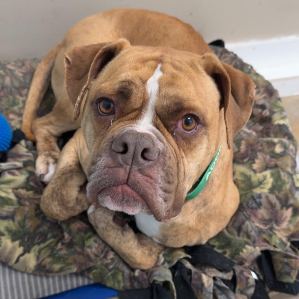 Enlarge Hank, a Adoptable mixed breed in Wadena, MN image 3/6