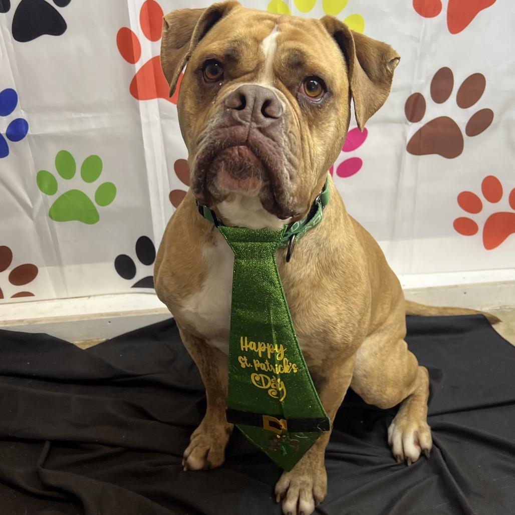 Enlarge Hank, a Adoptable mixed breed in Wadena, MN image 3/6