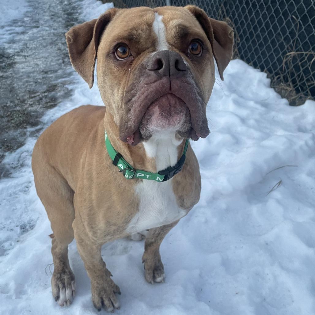 Enlarge Hank, a Adoptable mixed breed in Wadena, MN image 3/6