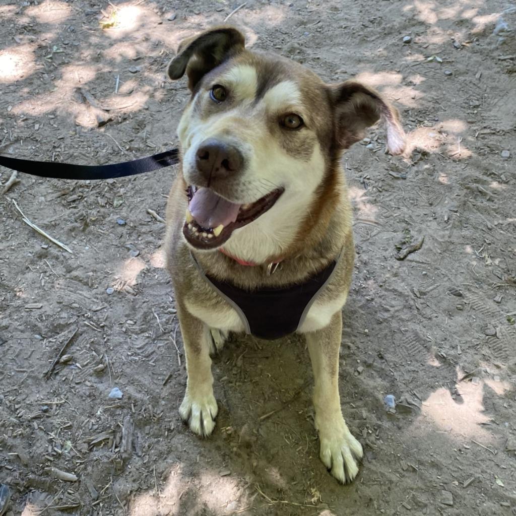 Emma, Adoptable, Adult Female Husky & Labrador Retriever.