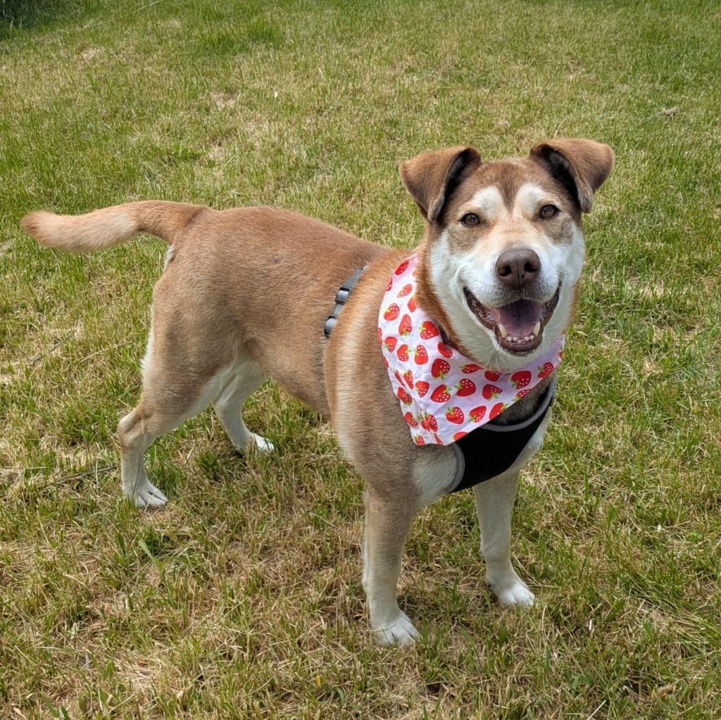 Emma, Adoptable, Adult Female Husky & Labrador Retriever.