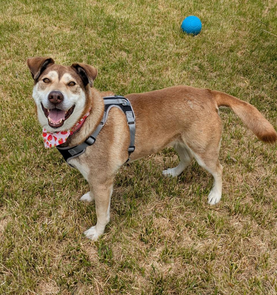 Enlarge Emma, a Adoptable mixed breed in Logan, UT image 2/2